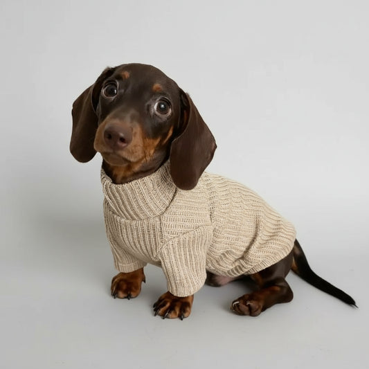 Pull pour teckel en beige, doux et confortable, parfait pour garder votre chien au chaud