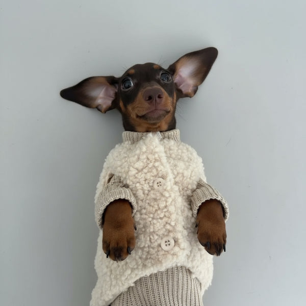 Pull pour teckel en laine beige doux avec des boutons, parfait pour garder votre chien au chaud