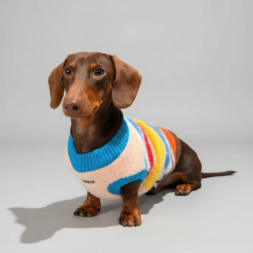 Pull pour teckel rayures arc en ciel en jaune, bleu et rouge, parfait pour les promenades stylées