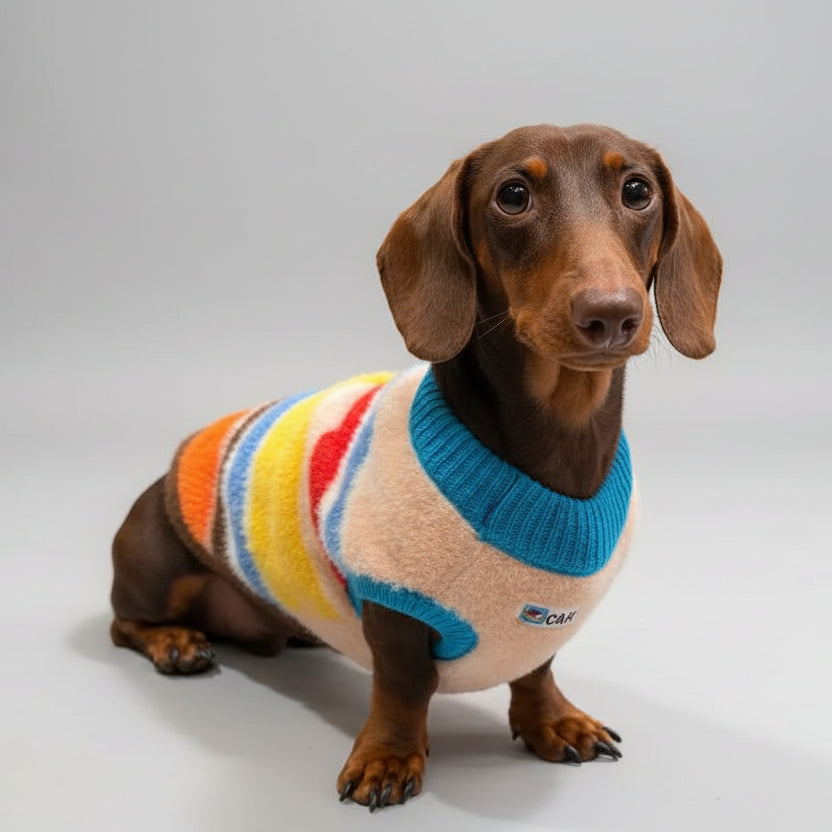 Pull pour teckel rayures arc en ciel en laine douce avec col bleu et motifs multicolores