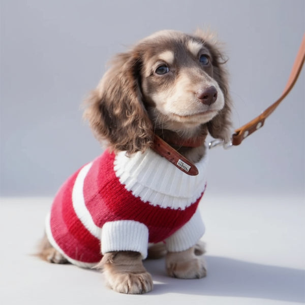 Teckel mignon en pull rouge pour teckel avec rayures blanches et collier en cuir
