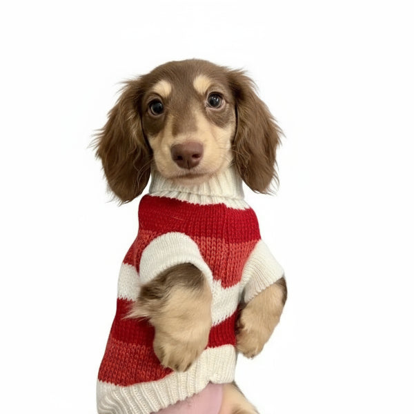 Pull rouge pour teckel à rayures blanches, confortable et tendance pour petits chiens