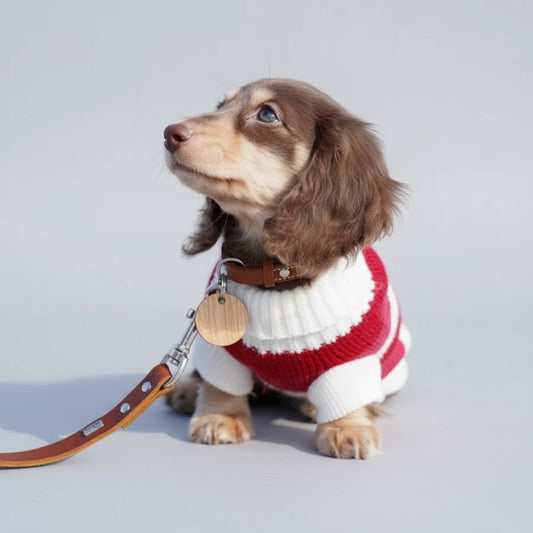 Un teckel vêtu d'un pull rouge pour teckel en tricot avec col blanc et laisse en cuir