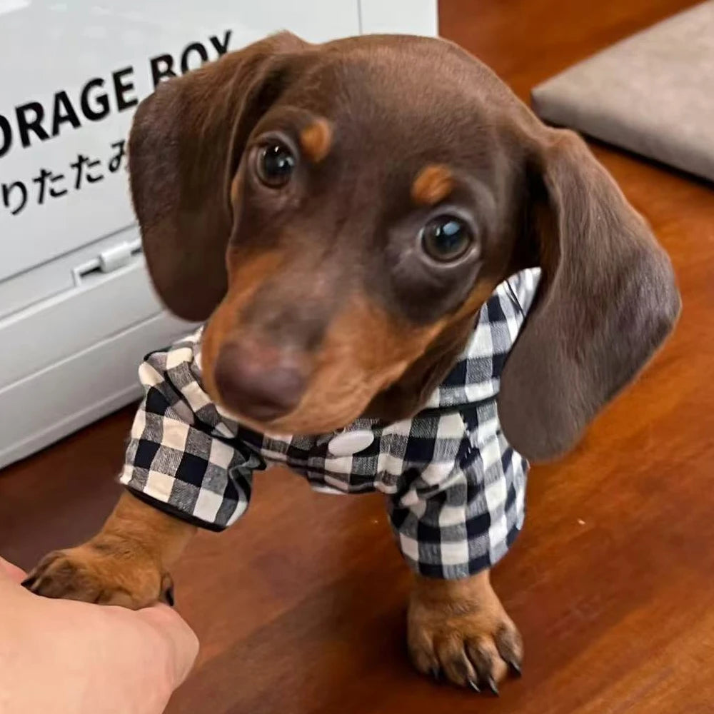 Chien teckel en pyjama pour chien teckel à carreaux pour un look adorable à la maison