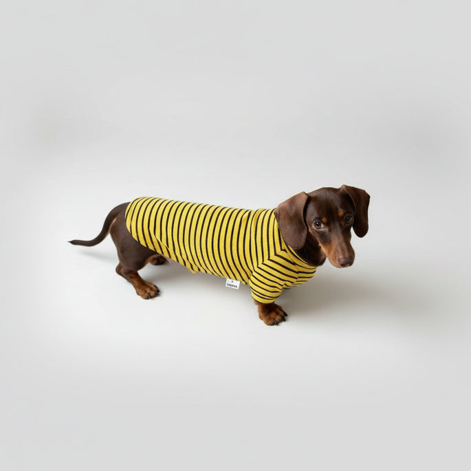 Teckel en pyjama pour teckel confortable à rayures jaunes et noires, idéal pour le confort de votre animal