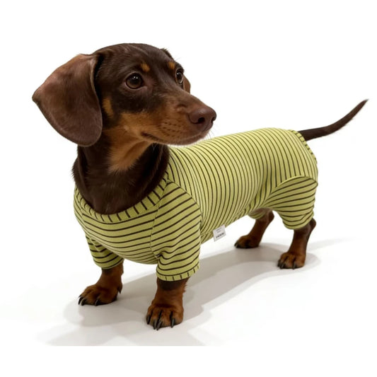Pyjama pour teckel confortable à rayures vertes pour des nuits douillettes