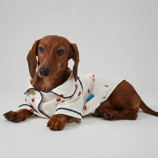 Pyjama pour teckel à motif de cerises, confortable et stylé pour vos petits compagnons
