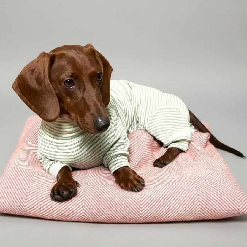 Pyjama pour teckel à rayures blanches et vertes, confortable pour la détente sur un coussin