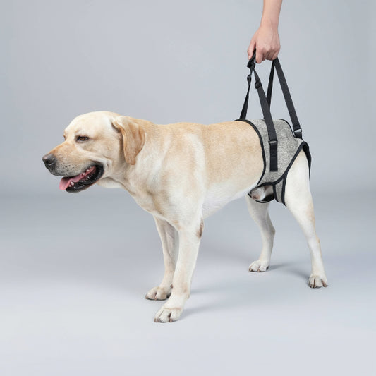 Harnais de soutien lombaire grand chien pour un confort optimal lors des promenades en extérieur