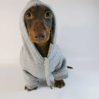 Sweat capuche pour teckel gris porté par un chien teckel marron dans un fond clair