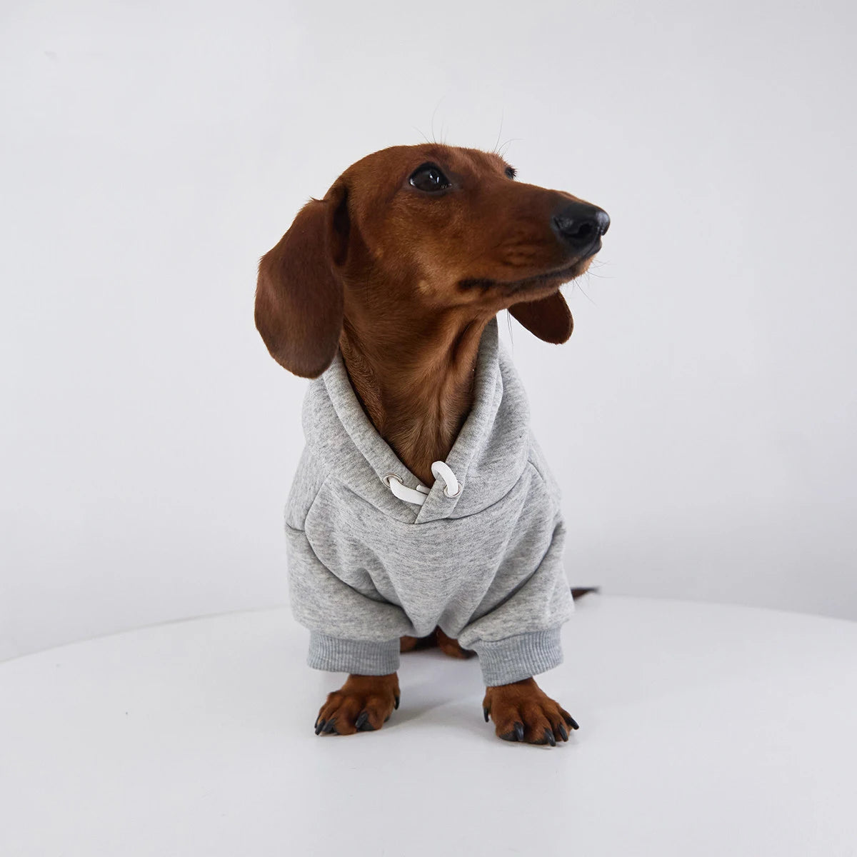 Teckel portant un sweat capuche pour teckel gris avec cordon de serrage et manches courtes