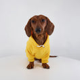 Carica l'immagine nel visualizzatore della galleria, Sweat capuche pour teckel en jaune avec cordon réglable pour un style confortable
