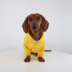 Sweat capuche pour teckel en jaune avec cordon réglable pour un style confortable