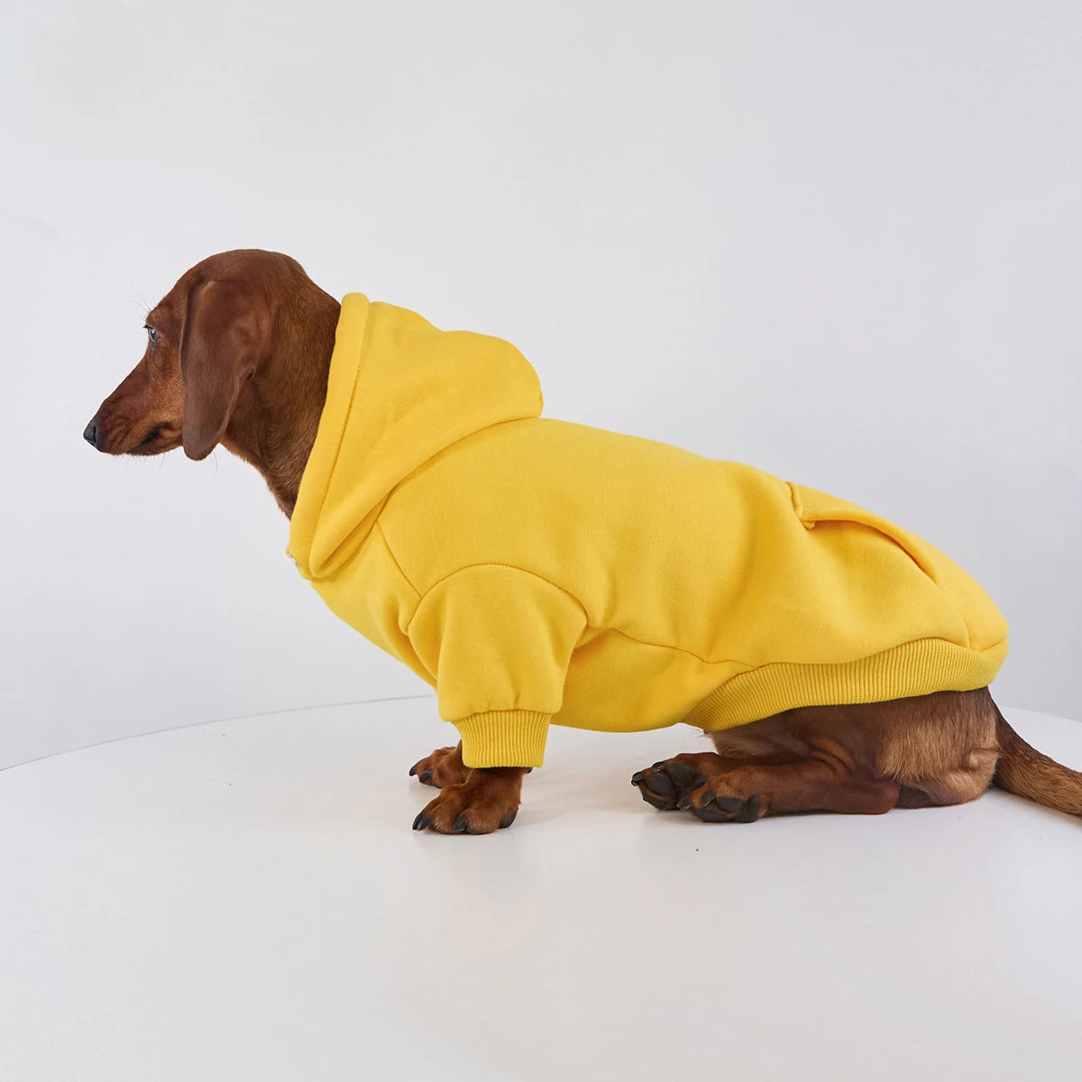 Sweat capuche pour teckel en jaune avec poches et confort optimisé pour les petits chiens.