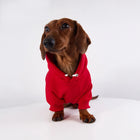 Sweat capuche pour teckel en rouge, parfait pour garder votre chien élégant et au chaud