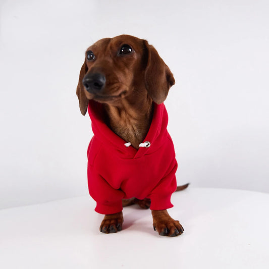 Sweat capuche pour teckel en rouge, parfait pour garder votre chien élégant et au chaud