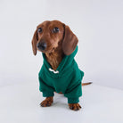 Sweat capuche pour teckel en vert, idéal pour garder votre chien au chaud avec style