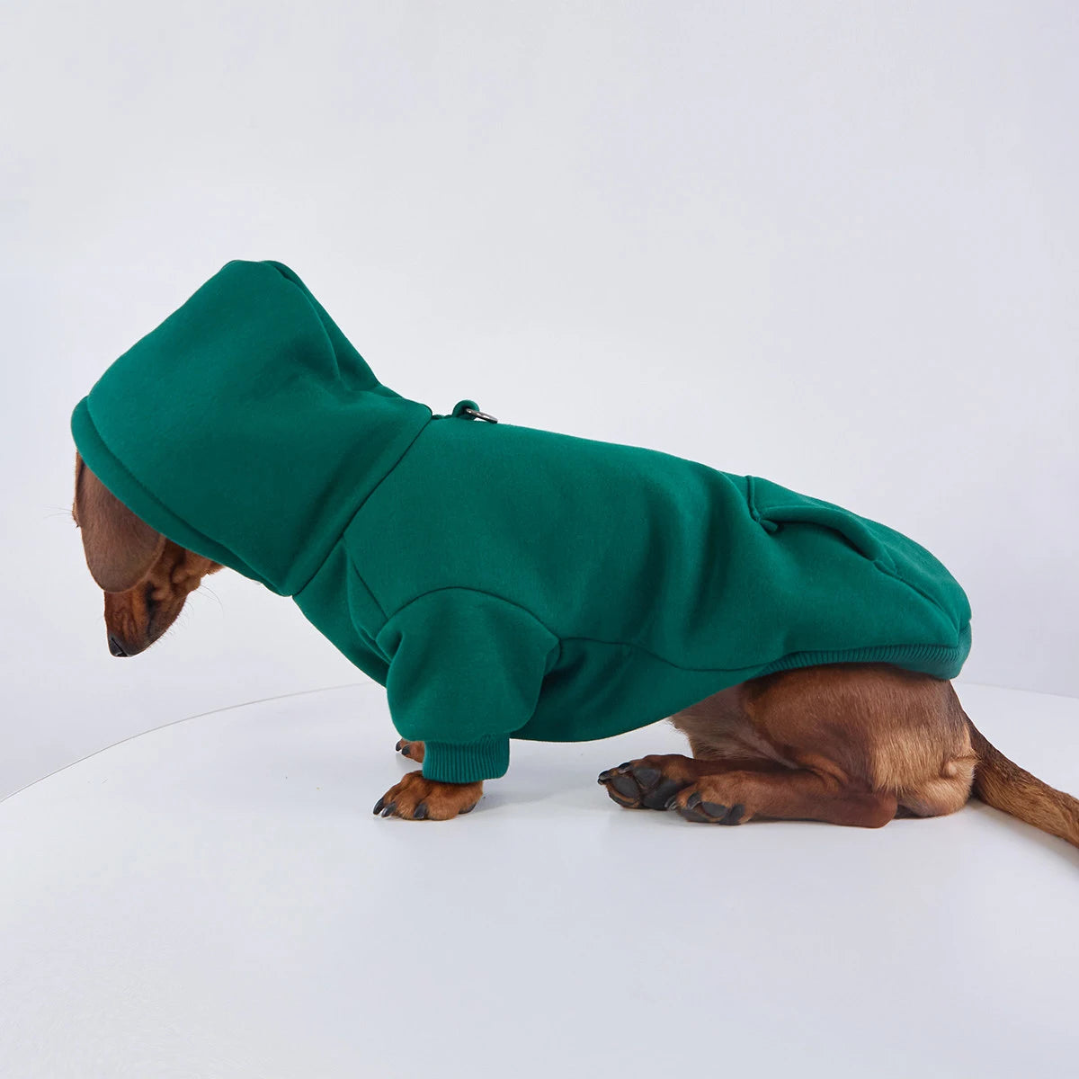 Vêtements pour chien, sweat capuche pour teckel en vert, confortable et stylé pour les balades