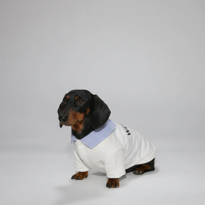 Sweat pour teckel col chemise en blanc avec un col bleu clair élégant pour chiens stylés