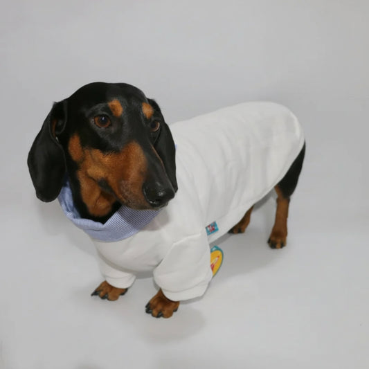 Sweat pour teckel col chemise en blanc, stylé et confortable pour votre animal de compagnie