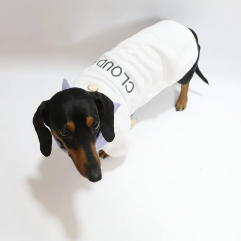 Sweat pour teckel col chemise blanc avec empiècements colorés pour animaux élégants