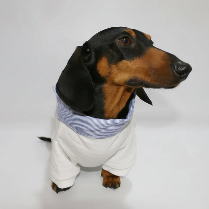 Sweat pour teckel col chemise de Oscar et Plume avec un design élégant et confortable