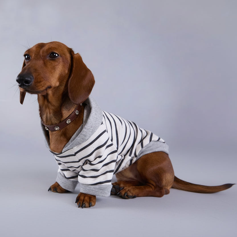 Sweat rayures pour teckel de Oscar et Plume, confortable avec un design élégant en gris et blanc