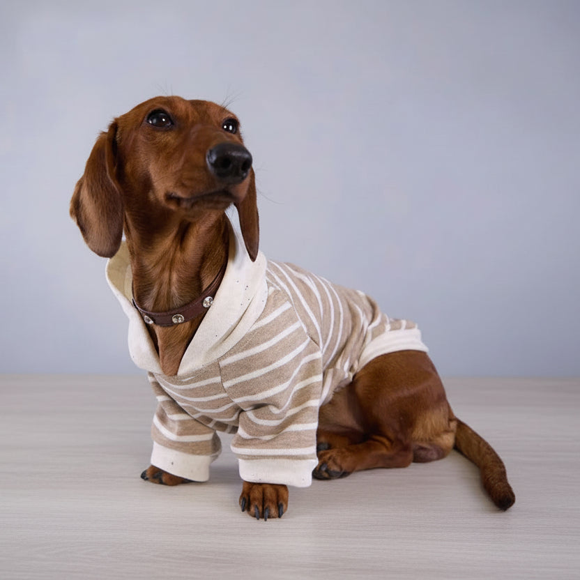 Sweat rayures pour teckel en beige et blanc avec col en V pour un look élégant