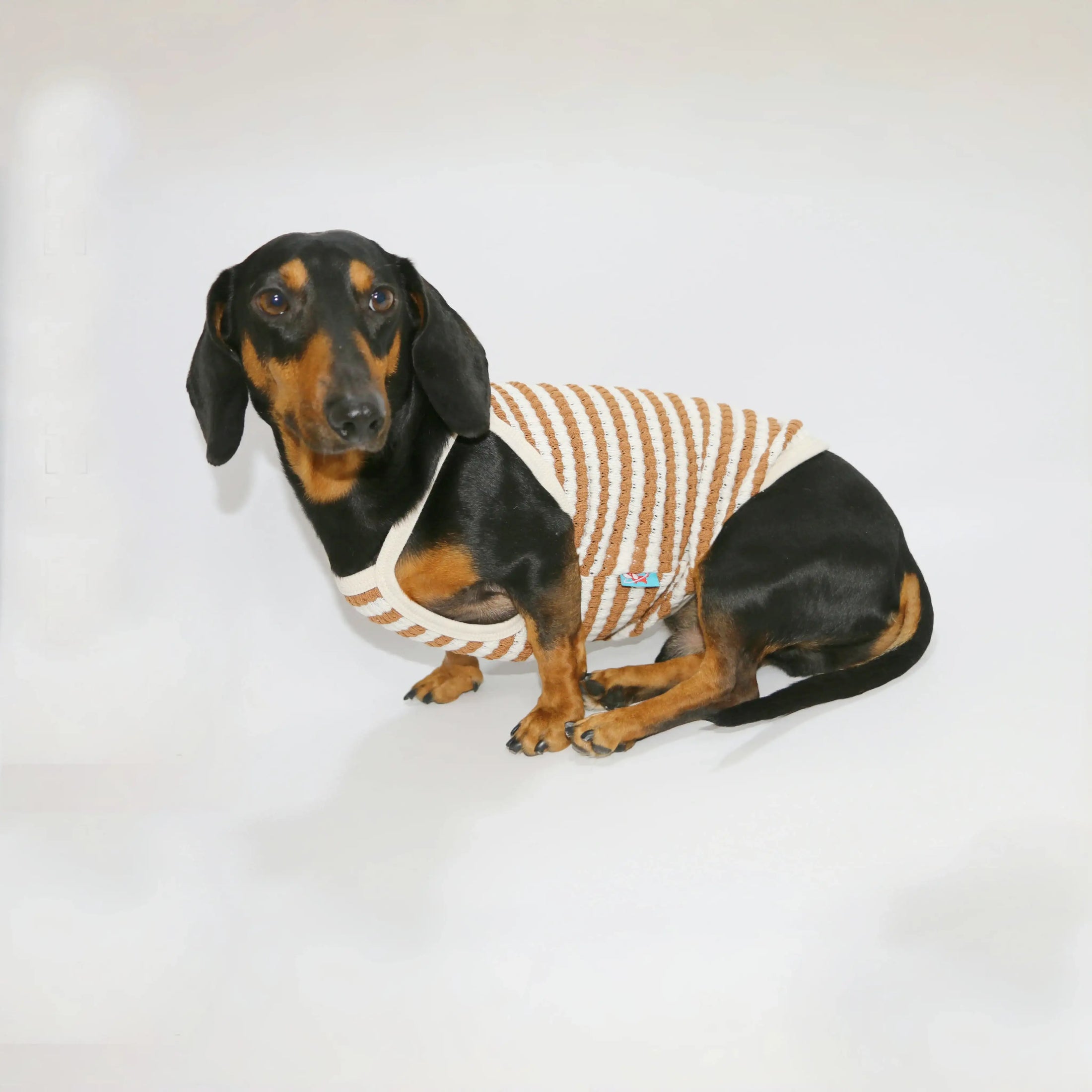 T-shirt coton pour teckel à rayures marron et crème, confortable pour les chiens