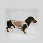 T-shirt coton pour teckel à rayures marron et crème, confortable pour les animaux de compagnie