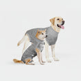 Charger l'image dans la visionneuse de la galerie, T-shirt post opératoire pour chien de couleur grise adapté pour les chiens après une opération
