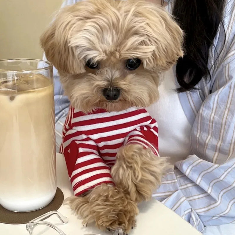 Chien avec un t-shirt pour chien rayé rouge et blanc, assis à une table