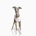 Load image into Gallery viewer, T-shirt pour Lévrier et Whippet Oscar et Plume S
