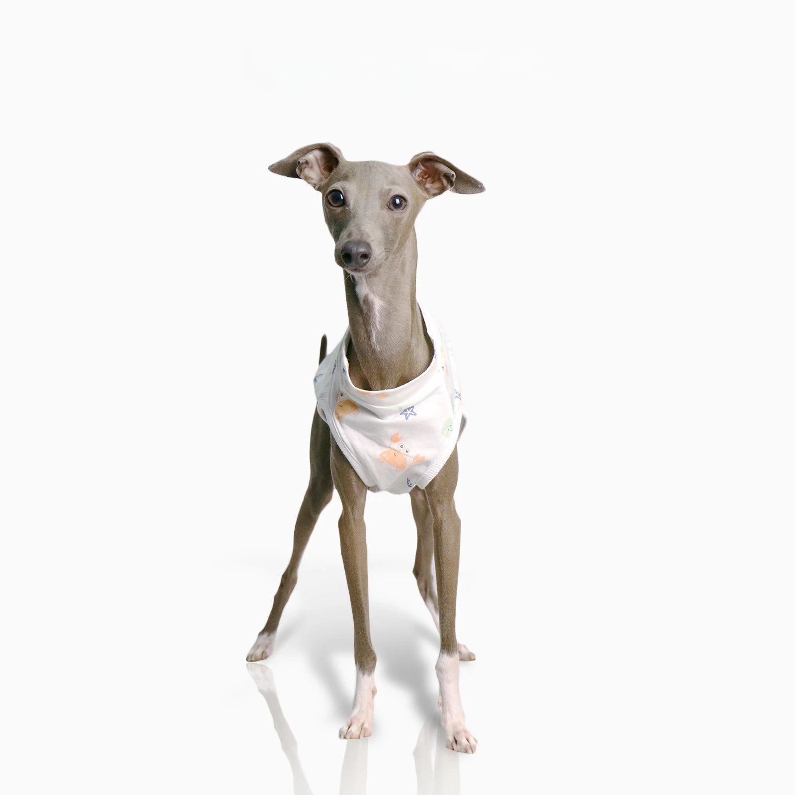 T-shirt pour Lévrier et Whippet Oscar et Plume S