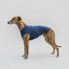 T-shirt pour Lévrier et whippet bleu à motifs étoiles porté par un mannequin chien dans un parc