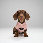 T-shirt pour teckel en rose avec col roulé pour chiens élégants et confortables