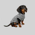 T-shirt pour teckel à rayures noires et blanches, conçu pour le confort des petits chiens