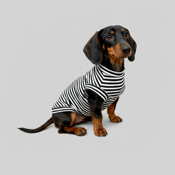 T-shirt pour teckel à rayures noires et blanches, conçu pour le confort des petits chiens
