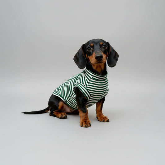T-shirt pour teckel rayé vert et blanc, idéal pour le style décontracté de votre chien