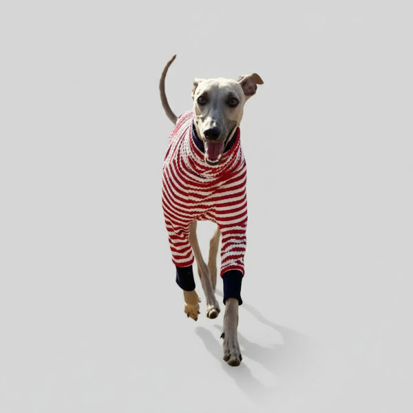 Whippet portant un t-shirt pour whippet rayé rouge et blanc signé Oscar et Plume en extérieur