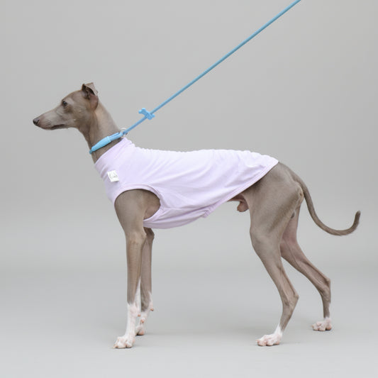 T-shirt protection pour lévrier en violet, idéal pour protéger votre chien lors des promenades