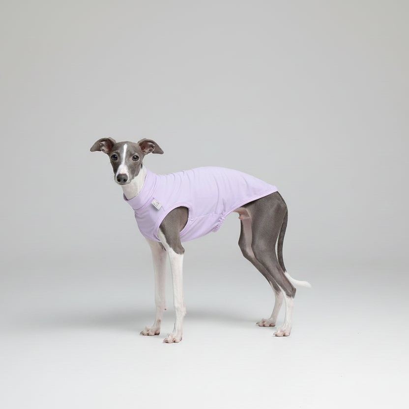 T-shirt protection pour lévrier en violet, conçu pour le confort et la mobilité des chiens