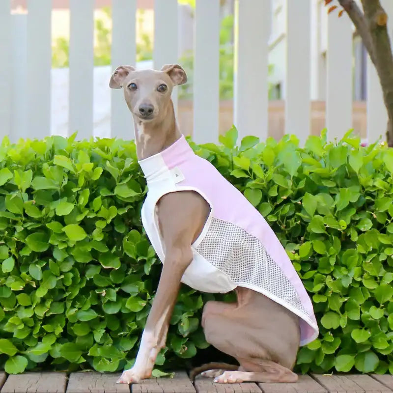 T-shirt rafraîchissant lévrier en blanc et rose pour chiens, offrant confort et style élégant