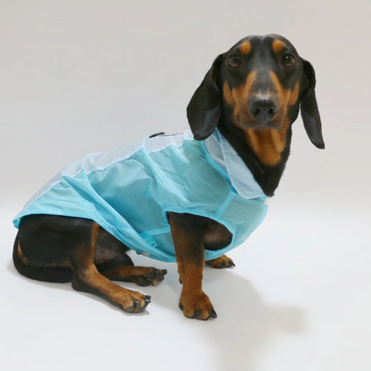 T-shirt rafraîchissant pour teckel en bleu avec un design léger et confortable pour les journées chaudes