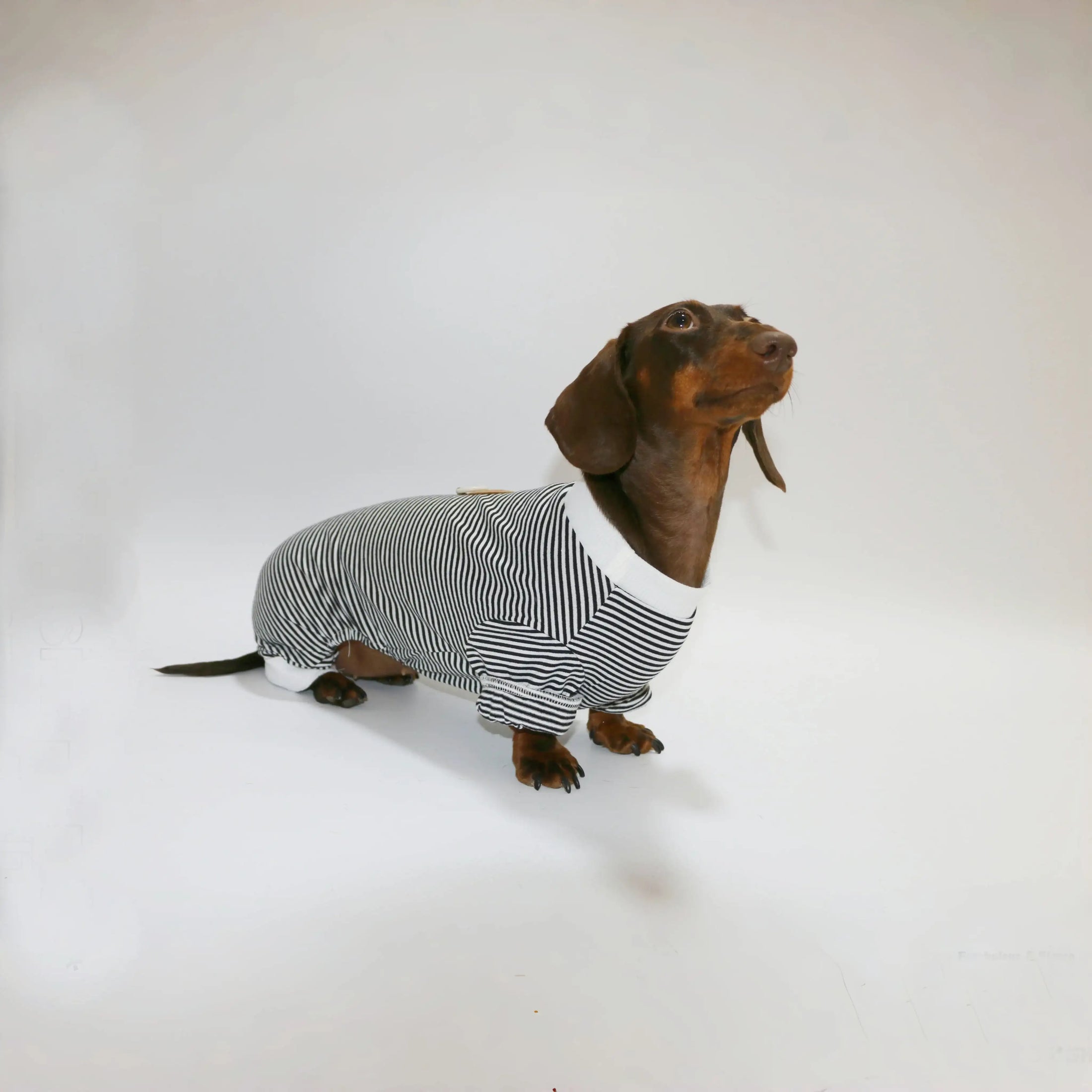 T-shirt rayé pour teckel en noir et blanc avec col blanc pour une tenue élégante