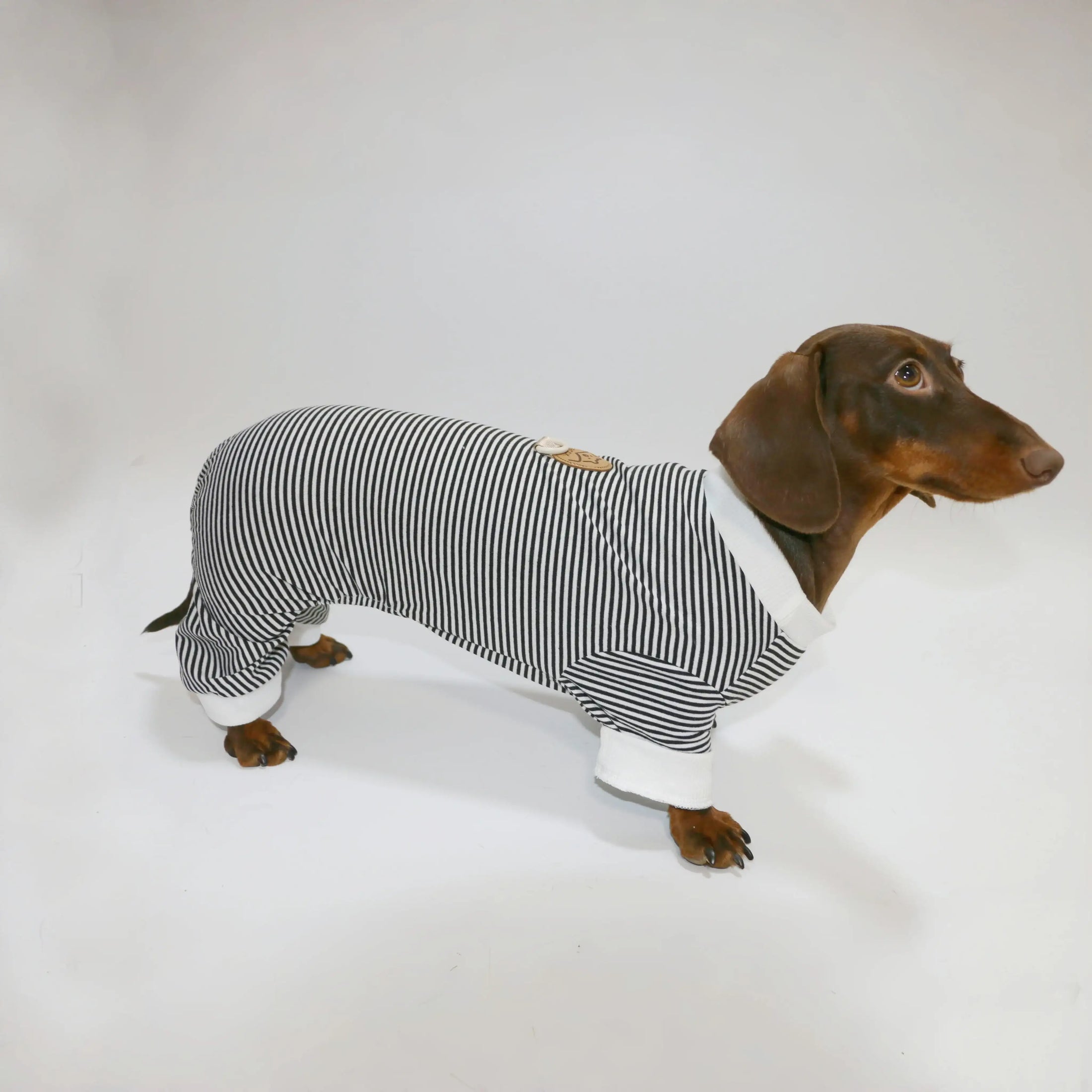 Teckel portant un t-shirt rayé pour teckel avec un design élégant et confortable