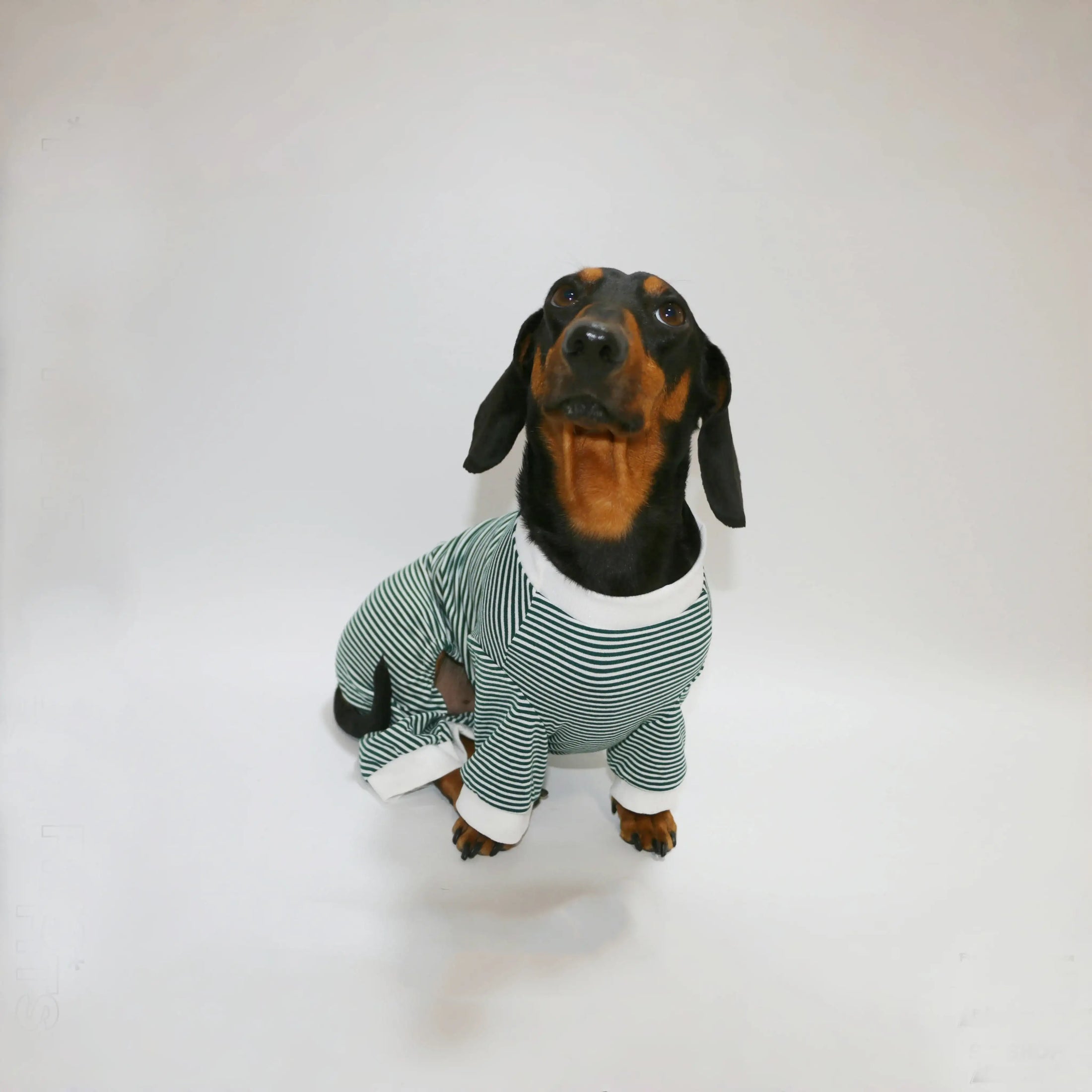 T-shirt rayé pour teckel vert et blanc avec manches longues pour chiens stylés