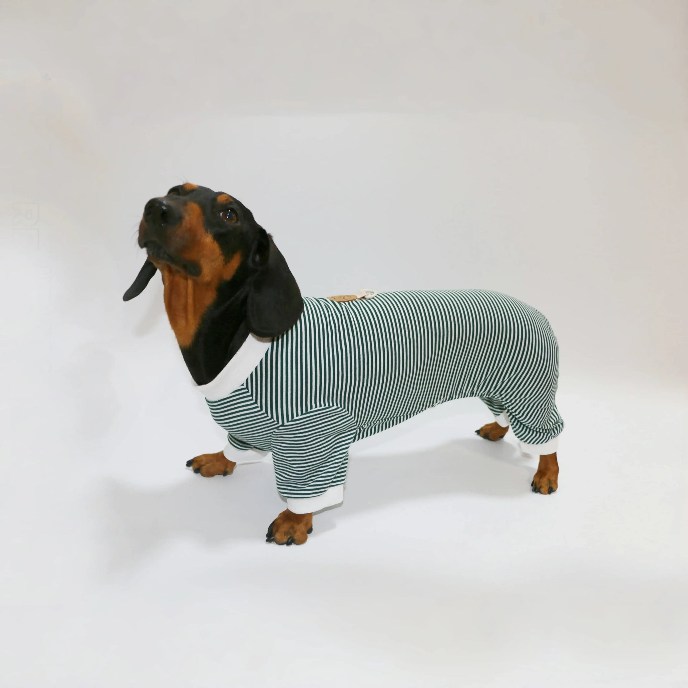 T-shirt rayé pour teckel en vert et blanc, conçu pour un confort optimal de votre chien