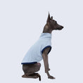 Carica l'immagine nel visualizzatore della galleria, T-shirt respirant pour lévrier en blanc avec des manches bleu marine pour le confort des chiens
