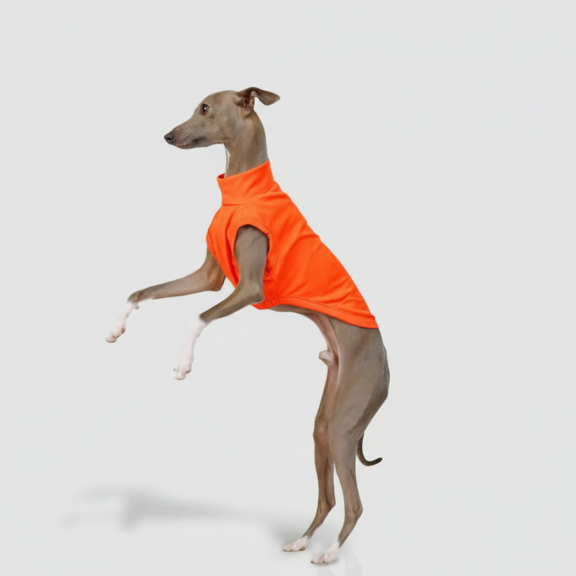 T-shirt respirant pour lévrier en orange, parfait pour des activités en extérieur